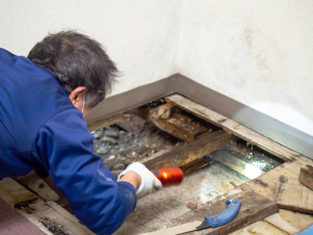 Best Affordable Mold Removal  in Montebello, CA