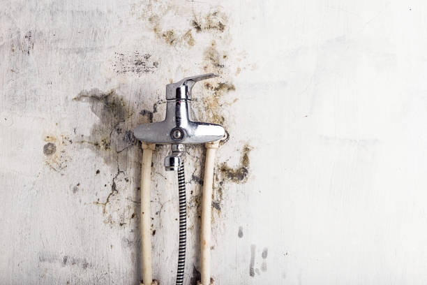 Best Mold Testing  in Montebello, CA