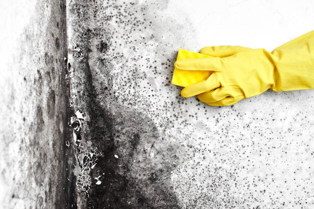 Best Black Mold Removal  in Montebello, CA