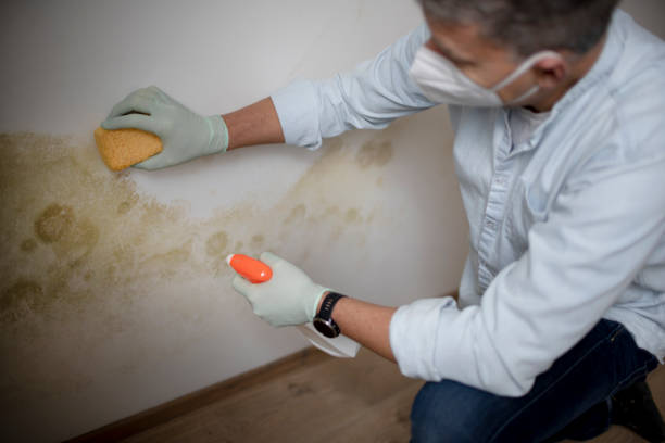 Best Mold Remediation  in Montebello, CA