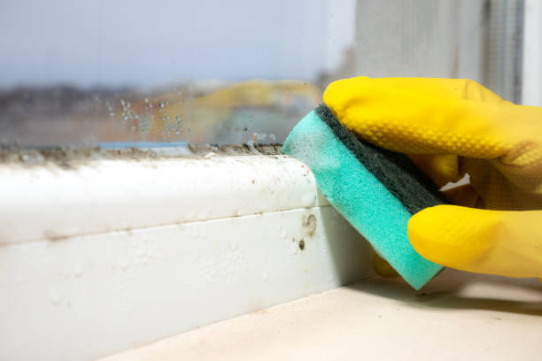 Best Mold Removal Near Me  in Montebello, CA