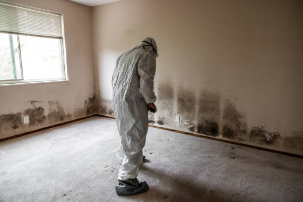 Best Emergency Mold Removal  in Montebello, CA