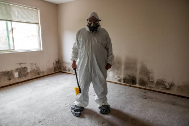 Best Local Mold Removal Service  in Montebello, CA