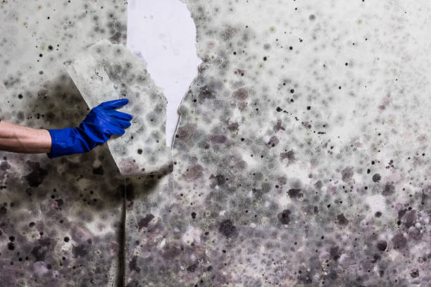 Best Professional Mold Removal  in Montebello, CA