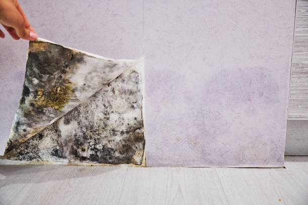 Reliable Montebello, CA Mold Removal Solutions